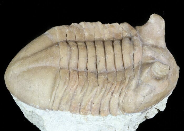 Asaphus Punctatus Trilobite - Russia #45987